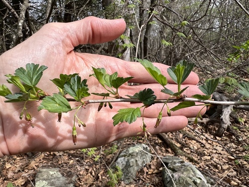 Ribes rotundifolium, photograph 5