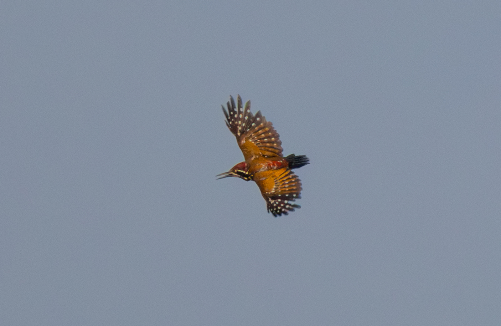 Malabar Flameback (Chrysocolaptes socialis), photo 10
