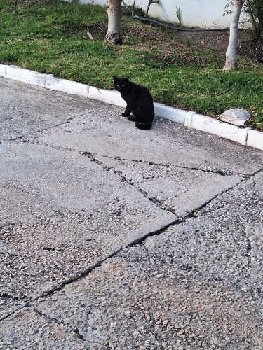 Avistamiento Gato montés (Sierra Nevada)