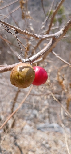 red mombin (Spondias purpurea)
