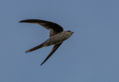 Asian Palm Swift photo 2