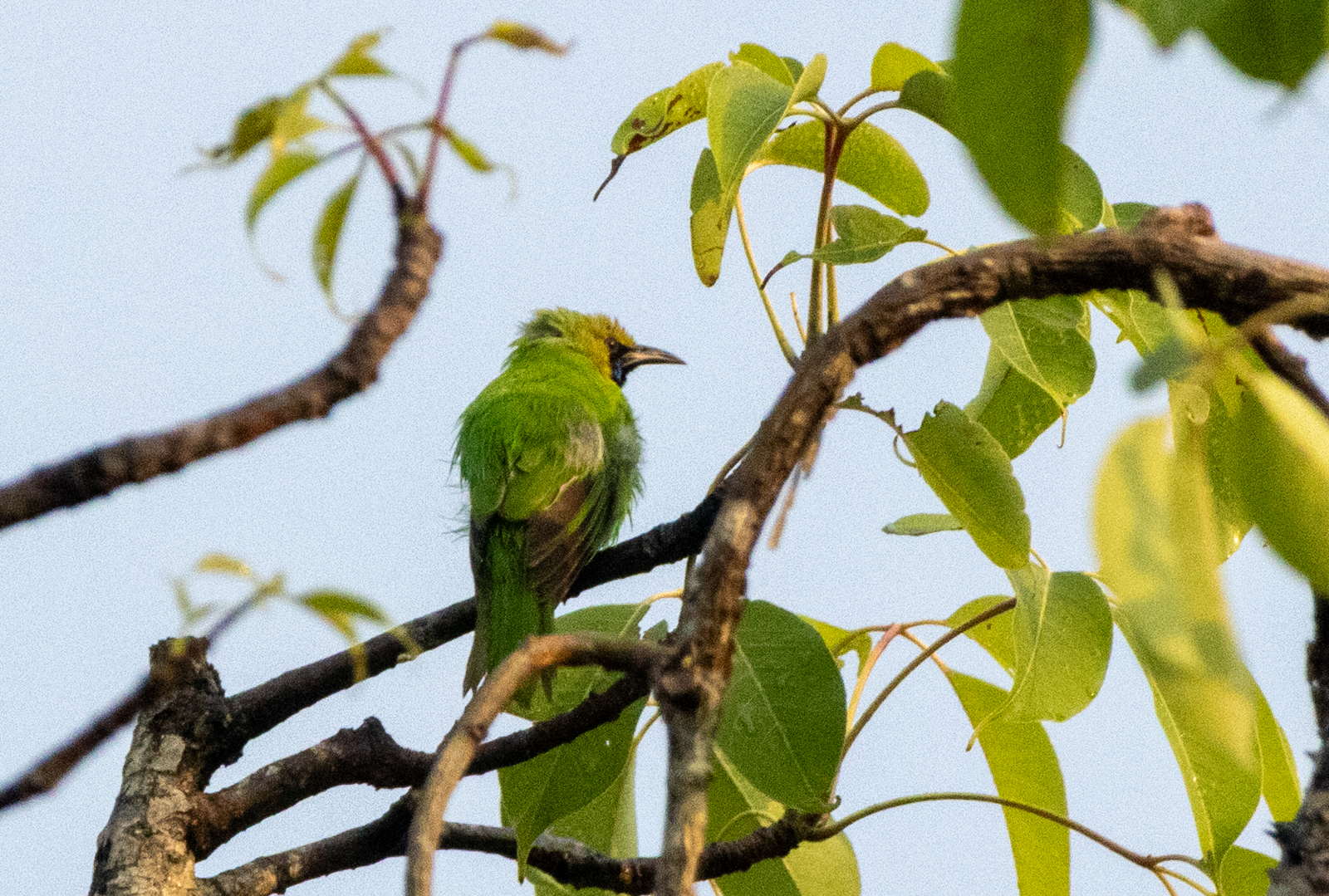 Jerdon's Leafbird (Chloropsis jerdoni), photo 6