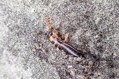 Anisolabis littorea