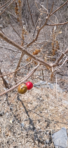 Ciruela (Spondias purpurea)