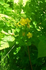 Hypericum kamtschaticum