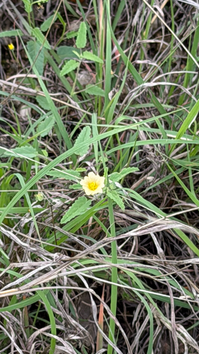 Spreading fanpetals (Sida abutilifolia)