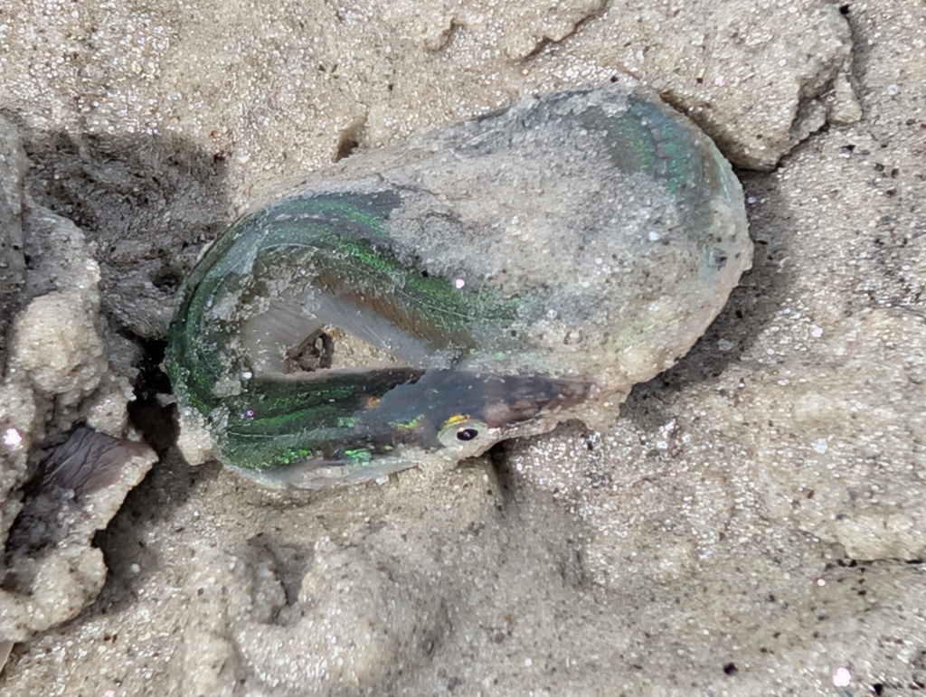 American sand lance (Ammodytes americanus) — Ammodytidae