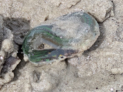 American sand lance (Ammodytes americanus) — Ammodytidae