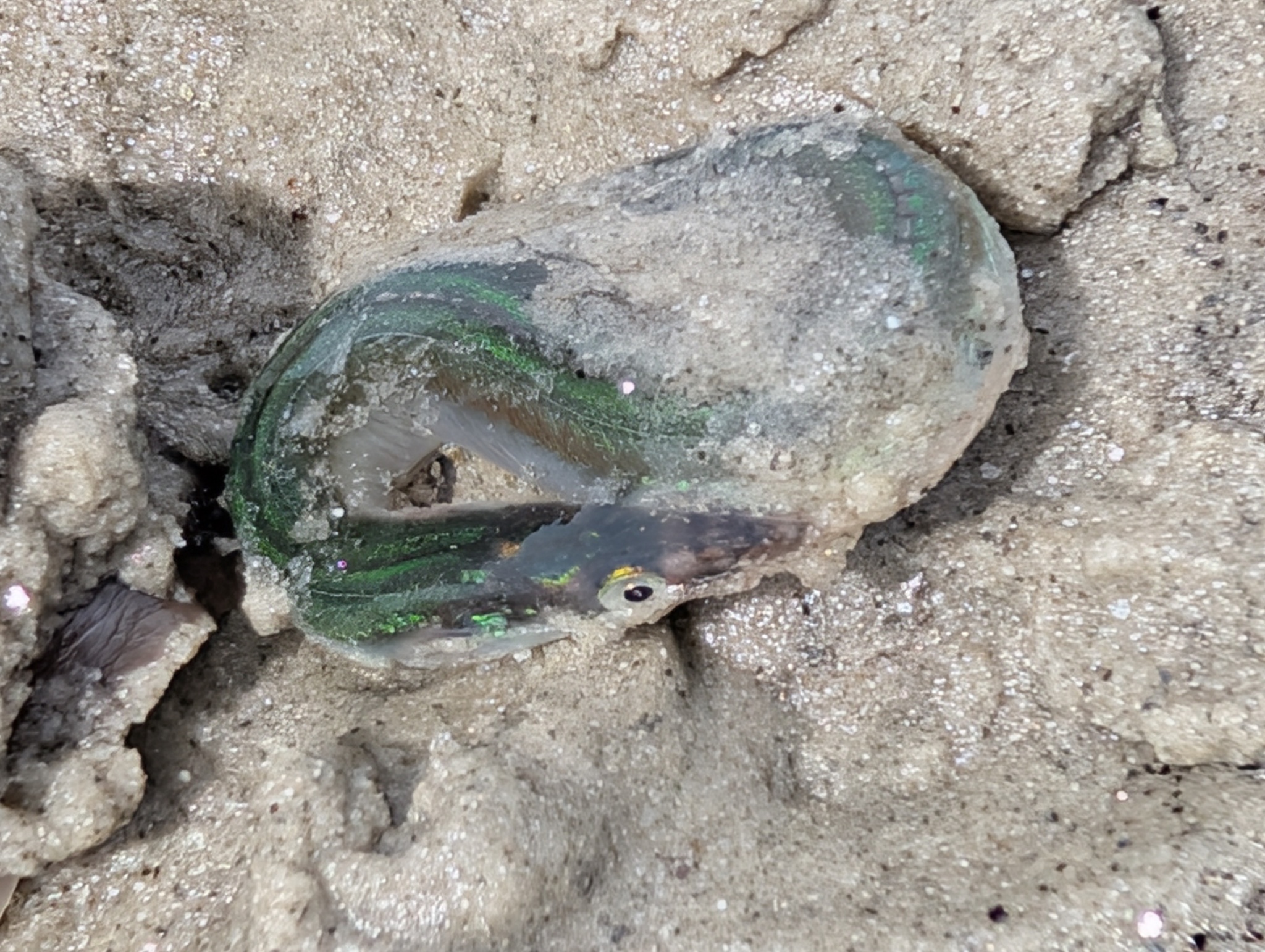 American Sand Lance photo 3