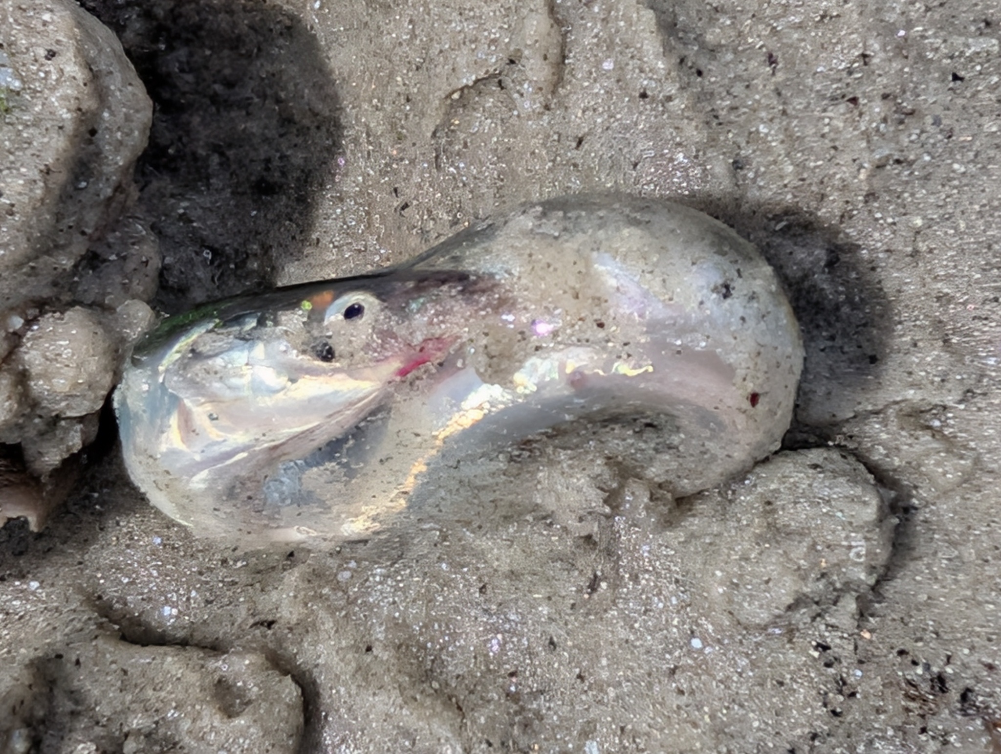 American Sand Lance photo 4