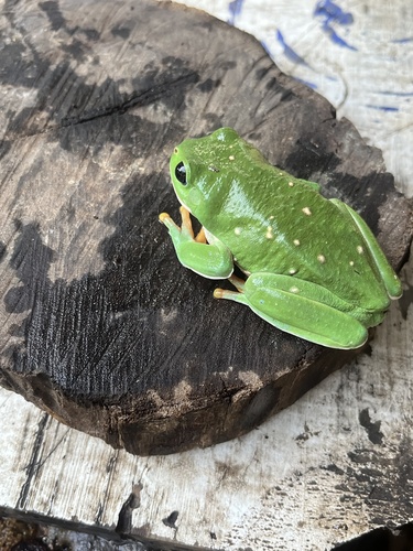 Mexican Giant Tree Frog (Agalychnis dacnicolor)