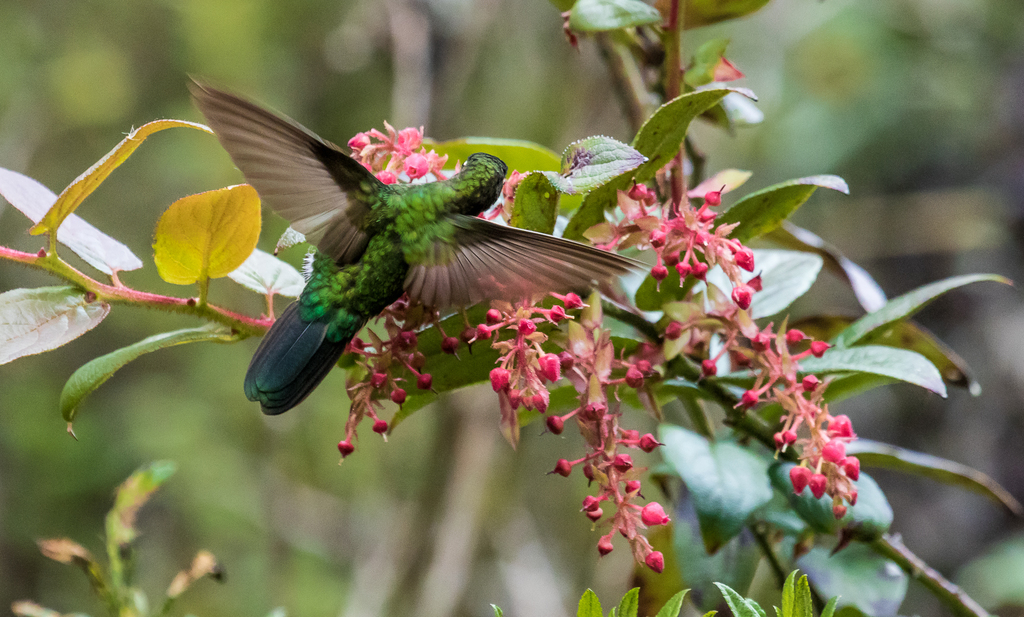 Viridian Metaltail