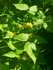 Hypericum kamtschaticum