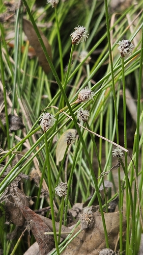 Eleocharis montevidensis, photograph 4