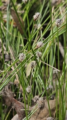 Eleocharis montevidensis, photograph (c) Pete Diamond, some rights reserved (CC BY)