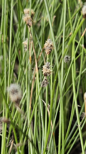 Eleocharis montevidensis, photograph 5