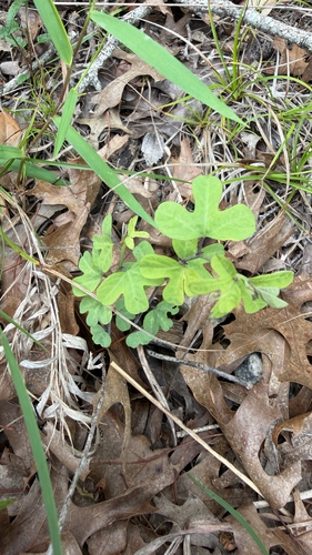 Passiflora affinis, photograph 6
