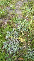 Gamochaeta calviceps