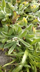 Gamochaeta calviceps