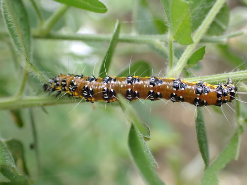 Genista Broom Moth photo 6