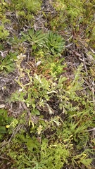 Gamochaeta calviceps