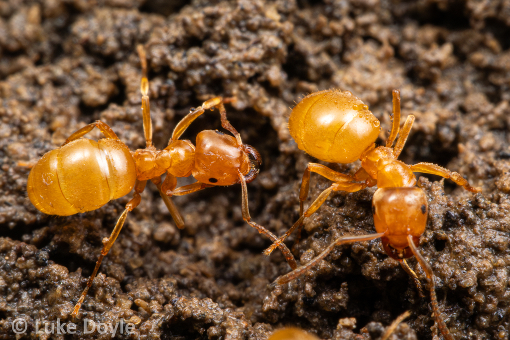 Shaded Fuzzy Ant from Licking County, OH, USA on April 25, 2026 at 04: ...