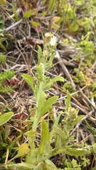 Gamochaeta calviceps