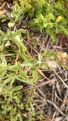 Gamochaeta calviceps