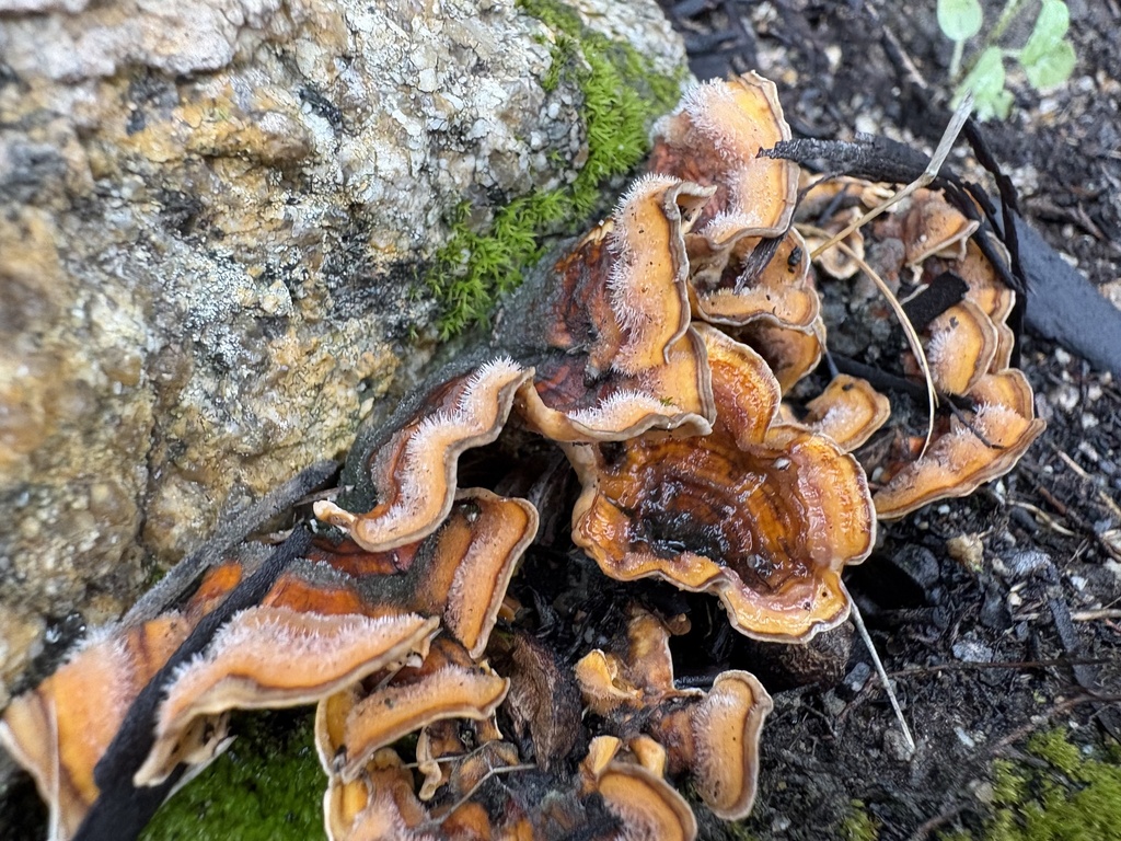 Stereum hirsutum · April 2026 · photo: © madily (iNaturalist, cc-by)