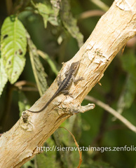 Barahona Anole photo 3