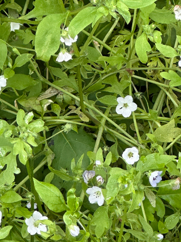 Nemophila heterophylla, photograph 5