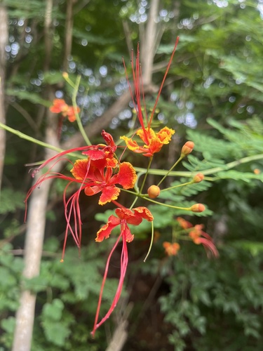 Tabachín (Caesalpinia pulcherrima)