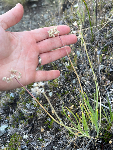 Allium haematochiton
