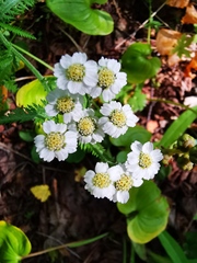 Achillea ptarmica macrocephala