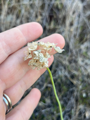Allium haematochiton, photograph author not stated, no rights reserved