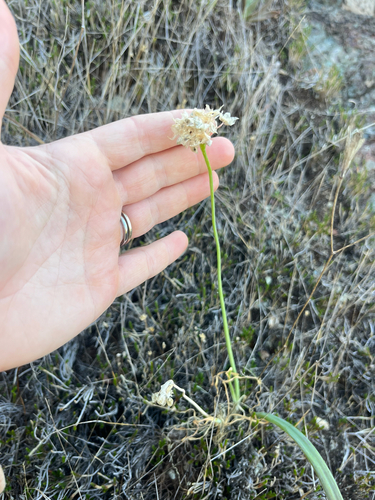 Allium haematochiton, photograph 3