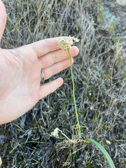 Allium haematochiton, photograph author not stated, no rights reserved