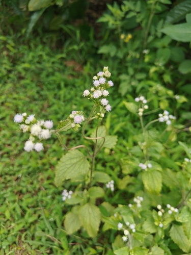 billygoat weed