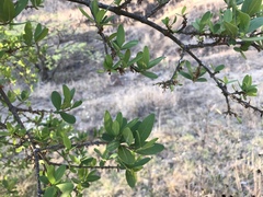 Forestiera phillyreoides