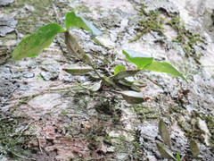 Dendrobium tetragonum