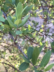 Forestiera phillyreoides