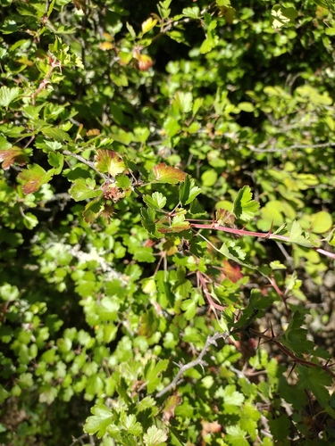 iNaturalist observation photo of hillside gooseberry
