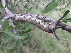 Citheronia brissotii