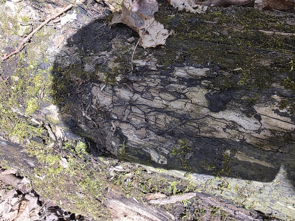 Armillaria · April 2026 · photo: © kristinpiston (iNaturalist, cc0)