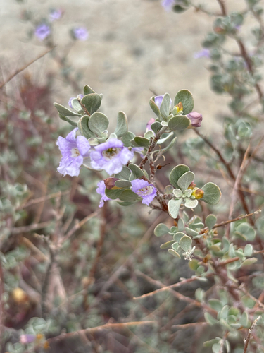 Leucophyllum minus, photograph 1