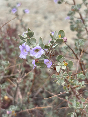 Leucophyllum minus, photograph (c) Sophia K, some rights reserved (CC BY)