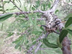 Citheronia brissotii