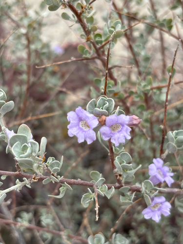 Leucophyllum minus, photograph 2