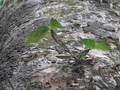 Dendrobium tetragonum