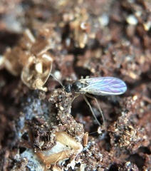 Bibionomorpha
